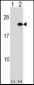 ARF5 Antibody (Center)